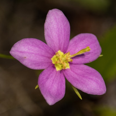 Sabatia campanulata
