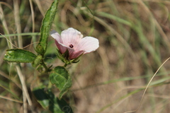 Hibiscus microcarpus