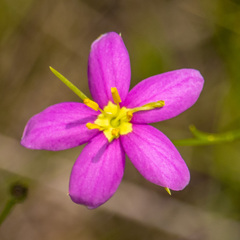 Sabatia campanulata