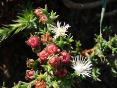 Ruschia tenella