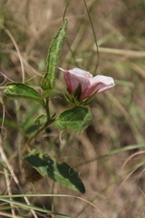 Hibiscus microcarpus