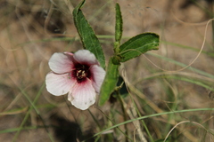 Hibiscus microcarpus