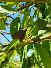 Ctenucha virginica