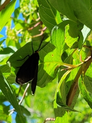 Ctenucha virginica