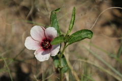 Hibiscus microcarpus