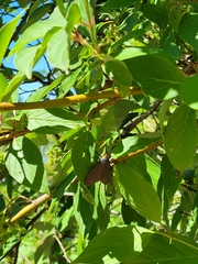 Ctenucha virginica