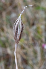 Arethusa bulbosa
