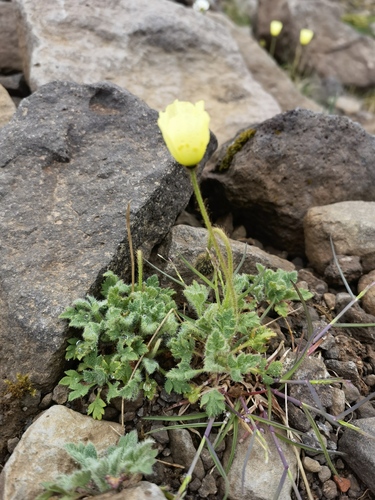 Rooted poppy (Oreomecon radicata)