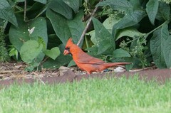 Cardinalis cardinalis