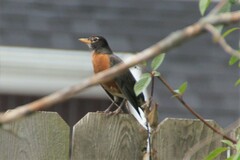 Turdus migratorius