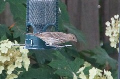 Haemorhous mexicanus