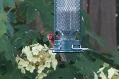 Haemorhous mexicanus