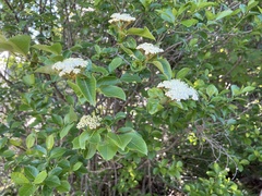 Viburnum cassinoides image