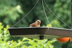 Cardinalis cardinalis