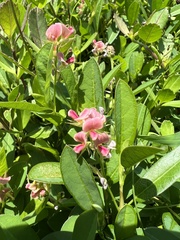 Alysicarpus ovalifolius