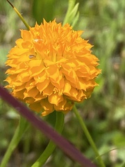 Polygala lutea