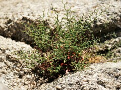 Eriogonum heermannii