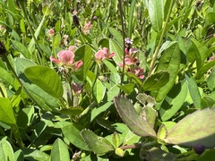 Alysicarpus ovalifolius