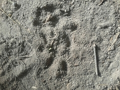 Spilogale gracilis