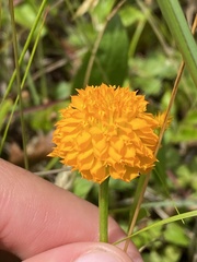 Polygala lutea