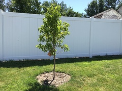 Prunus persica nucipersica