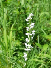 Platanthera dilatata