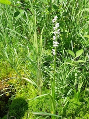 Platanthera dilatata