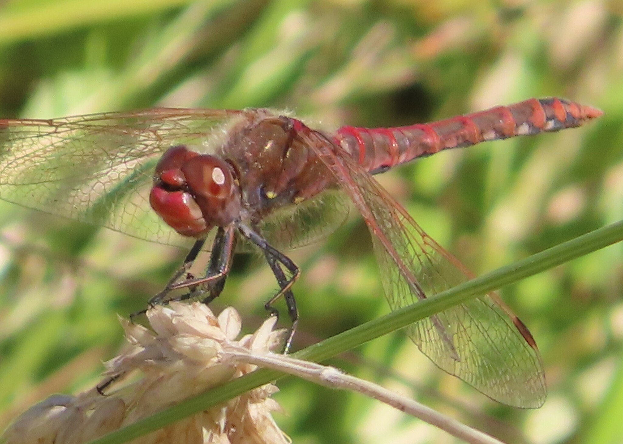 dragonfly macro by anthea2nature