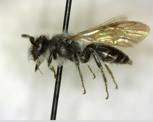 iNaturalist observation photo of Mining Bees