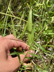 Platanthera blephariglottis