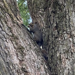 Sciurus carolinensis