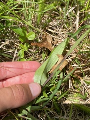 Platanthera blephariglottis