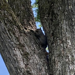 Sciurus carolinensis