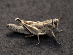 Acrididae