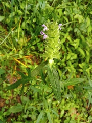 Prunella × intermedia