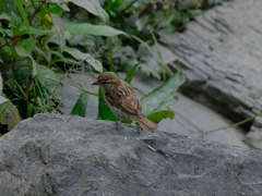 Passer domesticus