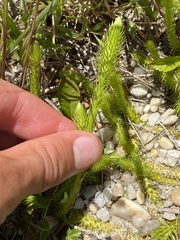 Lycopodiella alopecuroides