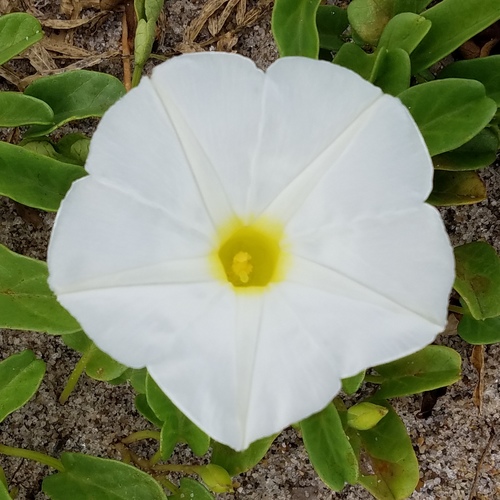 Ipomoea imperati iNat (1)