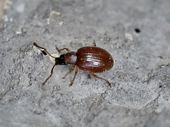 Urometopus nemorum