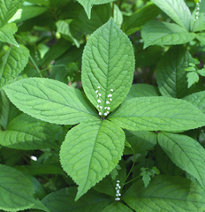 Chloranthus serratus