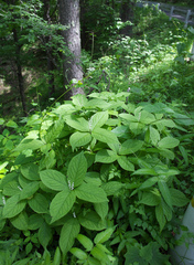 Chloranthus serratus