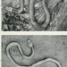Lycophidion laterale - Photo 
Allen, J. A. (Joel Asaph), 1838-1921;

American Museum of Natural History, sin restricciones conocidas de derechos (dominio publico)