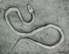 Flat Wolf Snake photo 3