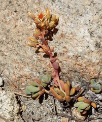 Sedum obtusatum