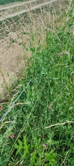 Lathyrus tuberosus