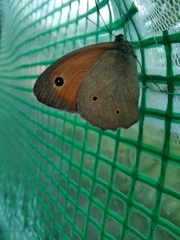 Maniola jurtina