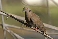 Streptopelia decipiens