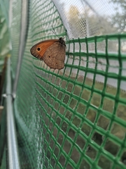 Maniola jurtina