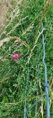 Lathyrus tuberosus