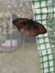Maniola jurtina